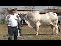 Ganadera nelore hacienda los esteros