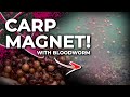 The ultimate cloudy bloodworm carp fishing mix 