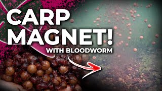 The ULTIMATE Cloudy Bloodworm Carp Fishing Mix 🪱