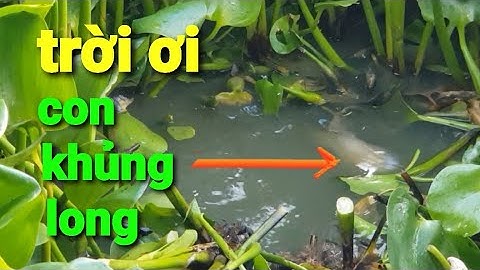 câu cá rô đồng, cuộc đối đầu khủng long @TAMCARO