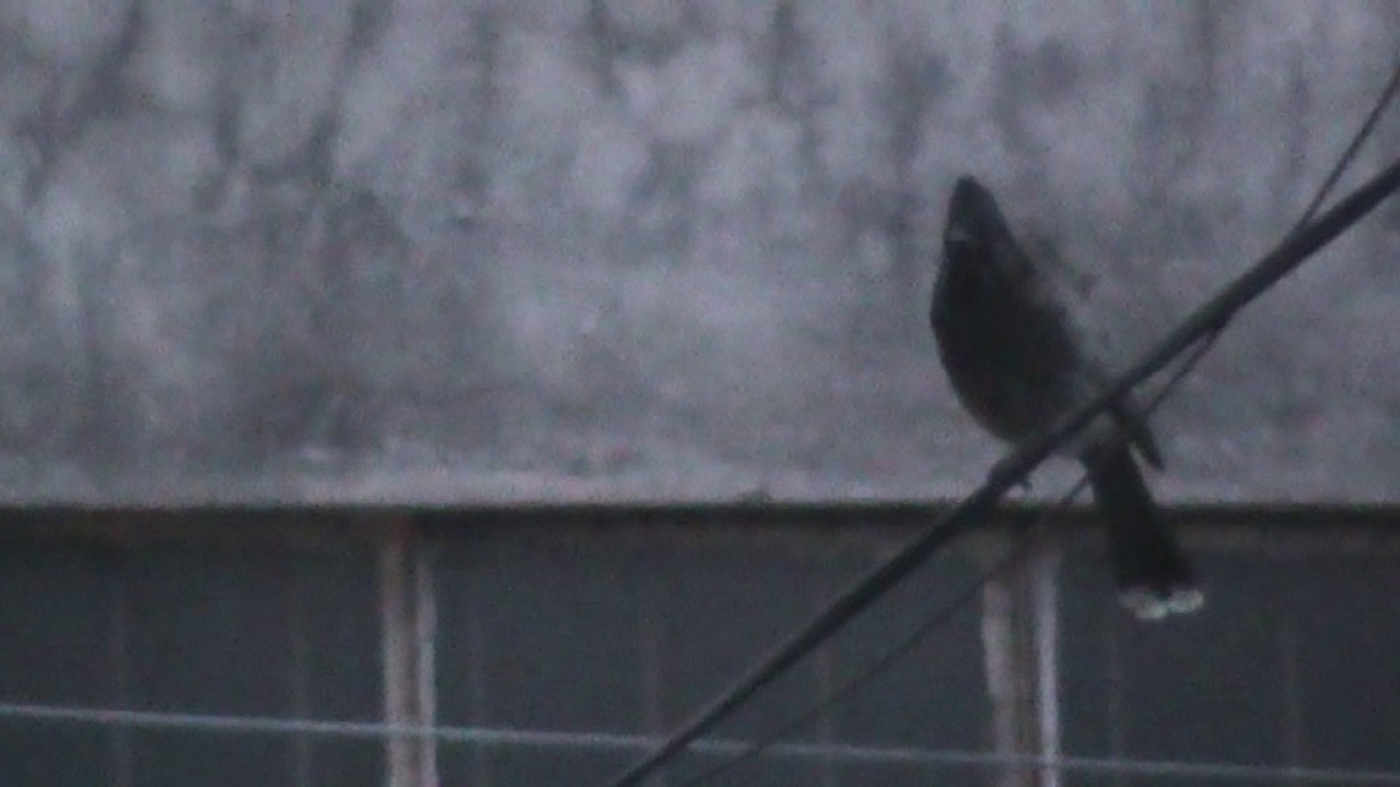 Red vented bulbul calling