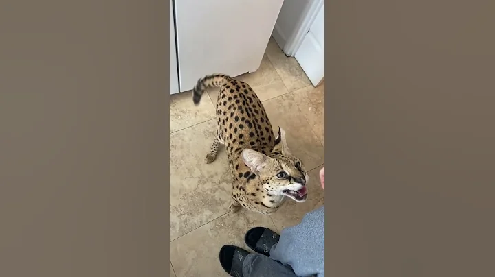 Video 1005301: cats meow funniest, awesome cute pets