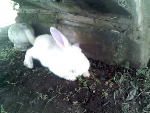 ბოცვრები