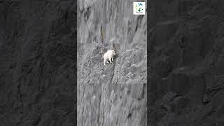 👀🐐AMAZING Skill Of The Mountain Goat #shorts #wildlife #nature #animals #wild #mountaingoat #goat