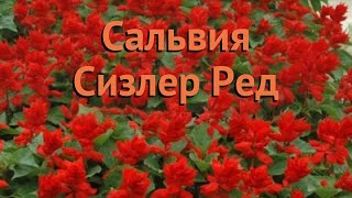 Сальвия обыкновенный Ред 🌿 обыкновенный сальвия Ред обзор: как сажать, семена сальвии Ред