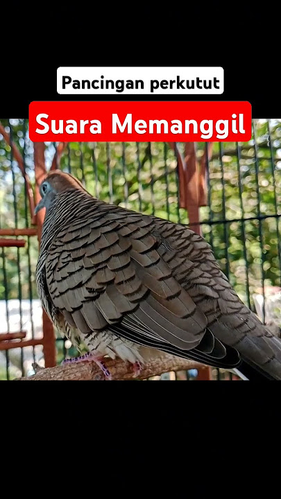 pancingan perkutut agar bunyi #perkututlokal #burung #perkutut #perkututperkutut