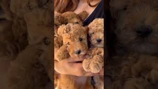 PUPPIES FOR KIDS | Learn about puppies for kids #shorts #puppyfacts