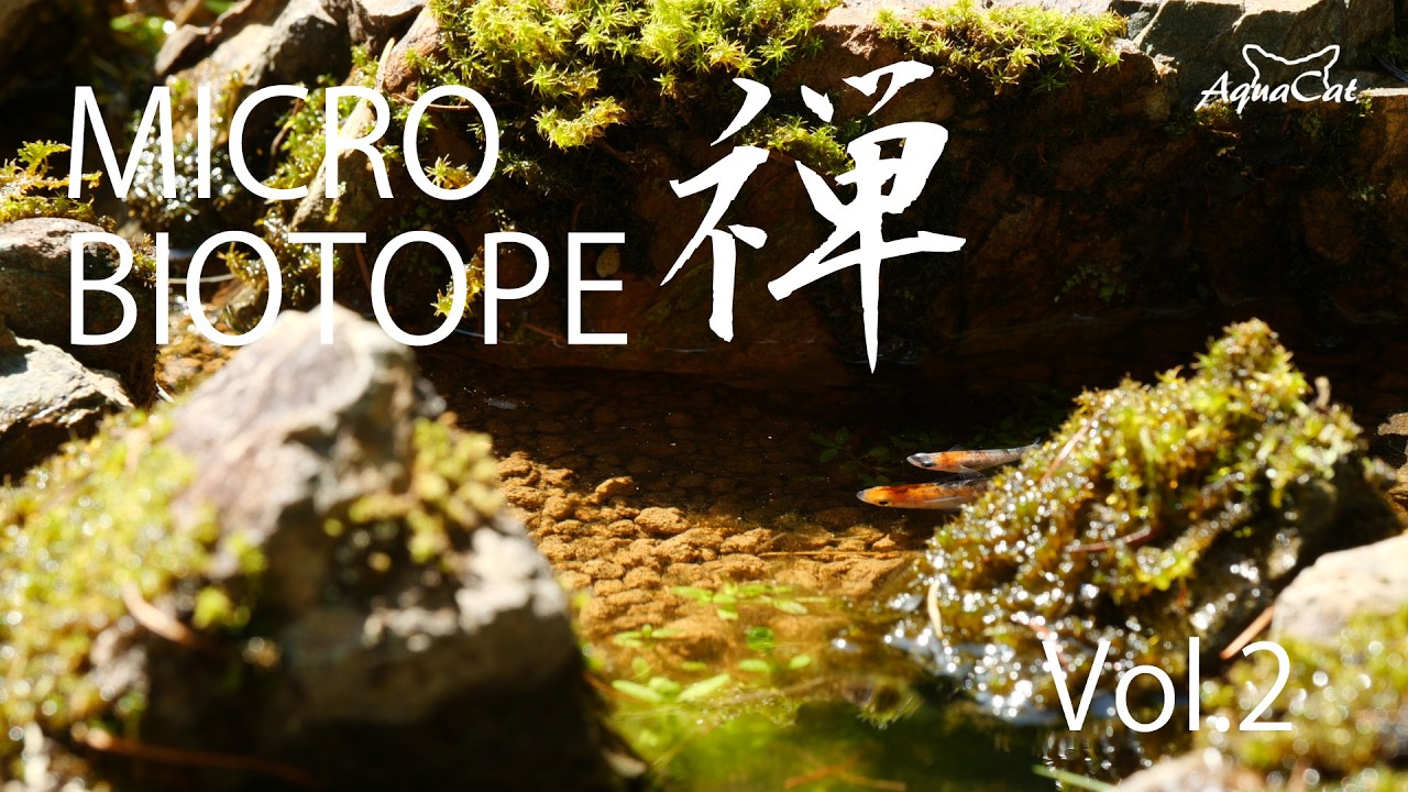 海を創る Zen Micro Biotope: Algae Attack & 100 Stranded Shrimp | 増殖した