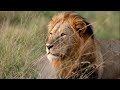 Male Lion Challenges His Brother for Mating Rights (Ncila Update)