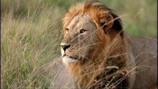 Male Lion Challenges His Brother for Mating Rights (Ncila Update)