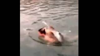 Why shouldn't you go swimming with a goose? by fun4era 246 views 7 years ago 16 seconds