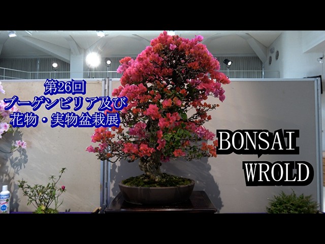 第26回ブーゲンビレア及び花物・実物盆栽展[4k][188] - YouTube