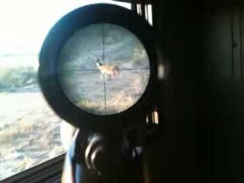 Deer shot through iphone