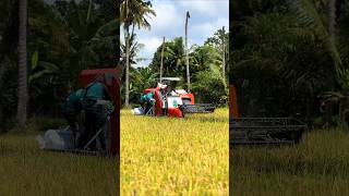 Kubota full feed paddy harvester machine 🌾 #shorts #kubota #harvester