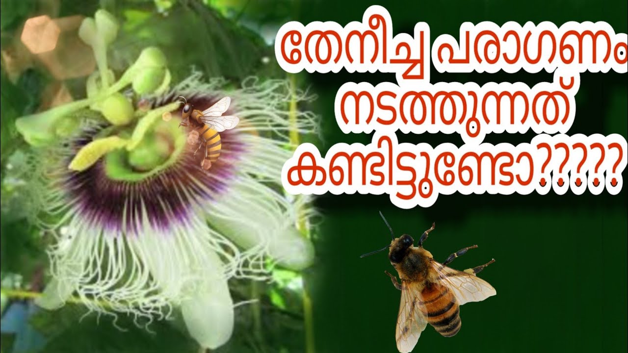 How to Honey Bees Pollinate//How to pollinate Passion fruit flowers