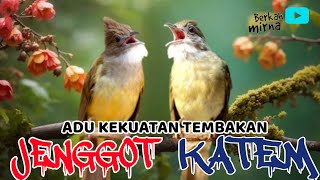 🔴MASTERAN KOMBINASI CUCAK JENGGOT VS KAPAS TEMBAK FULL VARIASI cocok buat murai batu, cucak ijo