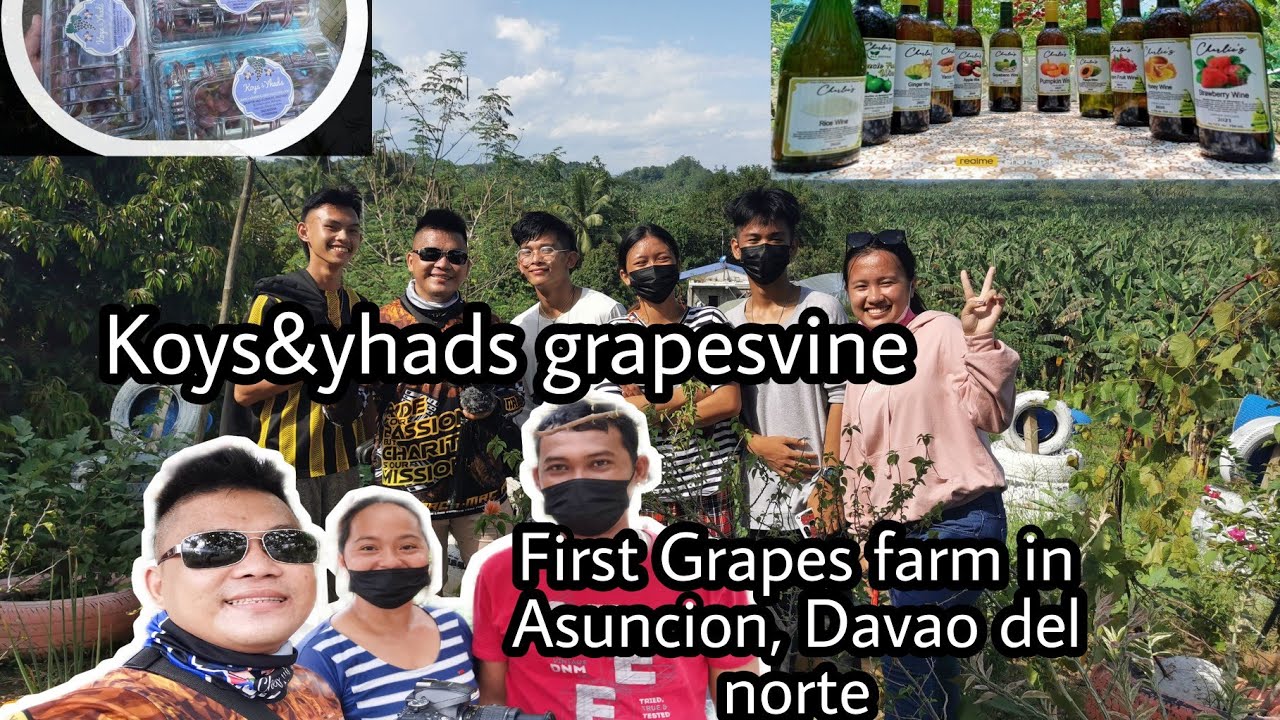 FIRST GRAPES FARM IN ASUNCION, DAVAO DEL NORTE YouTube