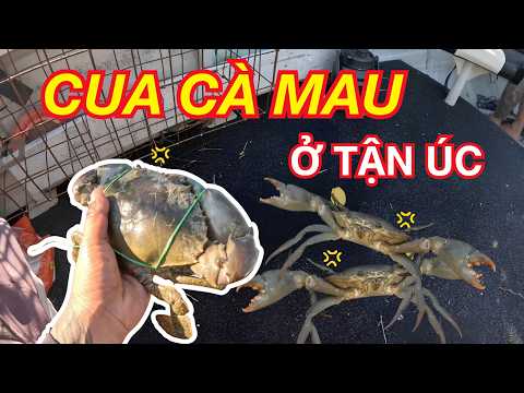 Đánh bắt "Cua Cà Mau" tại vùng biển tận cùng Nước Úc : Vô tình "chạm trán" bầy cá thu và cái kết
