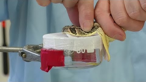 AI-designed antivenom could offer new hope for snakebite victims | REUTERS