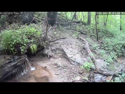 webcamera stegna Live Deer & Wildlife Webcam 3