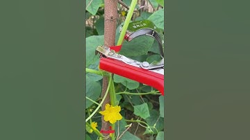 Plantbindmachine | Planttape-apparaat | Planttape-pistool | Tuintape-gereedschap | Amazon ProBox