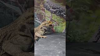 SUPER QUICK BEARDED DRAGON  VS GIANT BLACKBERRY | HE IS SO FAST EP6