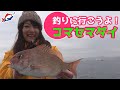 コマセマダイ入門！【つりにいこうよ。】真鯛釣りの仕掛け、釣り方を初心者にもわかりやすくご紹介！