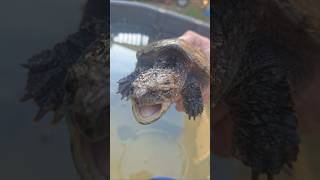 snapper bites 📷 💥 #reptile #turtle #tortuga #pets #ytshorts #shorts #life #snappingturtle #snapper