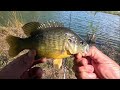Fishing for big warmouth fish #panfishing