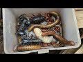 Catch Dangerous Scorpion, Red Spotted Millipedes, Giant Millipede, Beetle, Small Red Millipedes