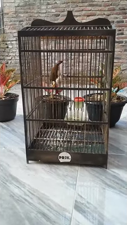 Cucak kopi gacor dor