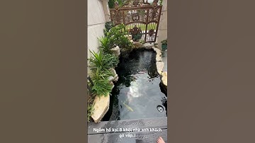 Ngắm hồ koi 8 khối nhà anh khách đá cổ thạch