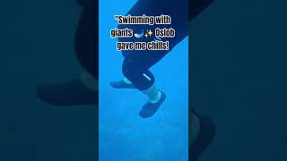 &quot;Swimming with giants 🐋✨ Oslob gave me chills! #WhaleSharkAdventure #CebuExperience&quot;