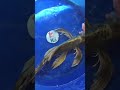 Pusat koi berkualitas di kedai koi gresik #ikankoiberkualitas #ikan