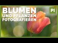 Blumen & Pflanzen fotografieren ➡️ Tipps und Kameraeinstellungen!