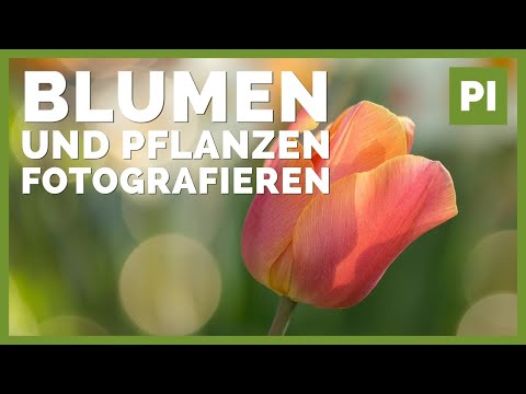 Video: Blumen fotografieren - Eine Kurzanleitung zur Blumenfotografie im Garten