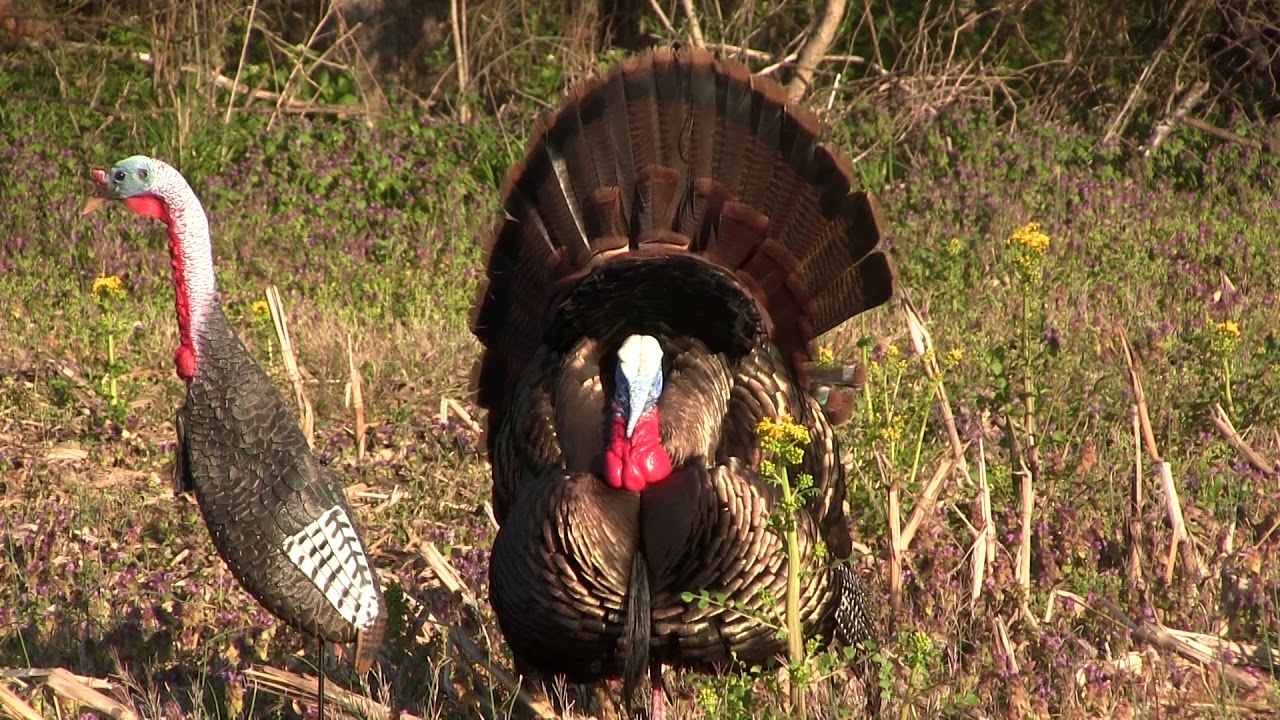 Bowhunting Turkeys In Kentucky YouTube