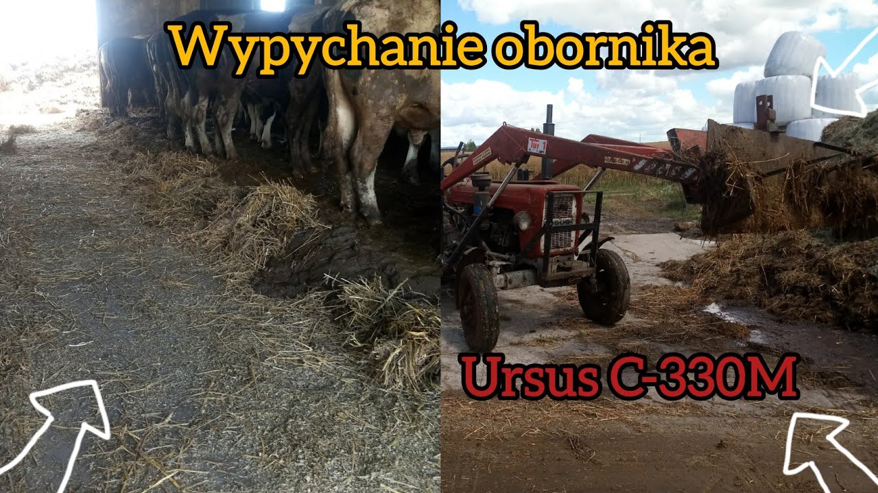 Wypychanie obornika & Ursusem C-330 M | Bykom