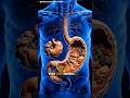 The Stomach's Incredible Ability to Stretch and Shrink #shorts #FunScience #BiologyFacts