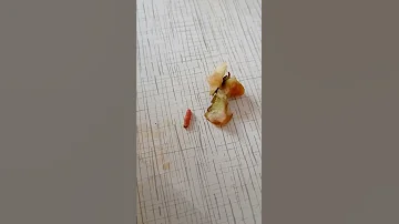 Червяк в яблоке
