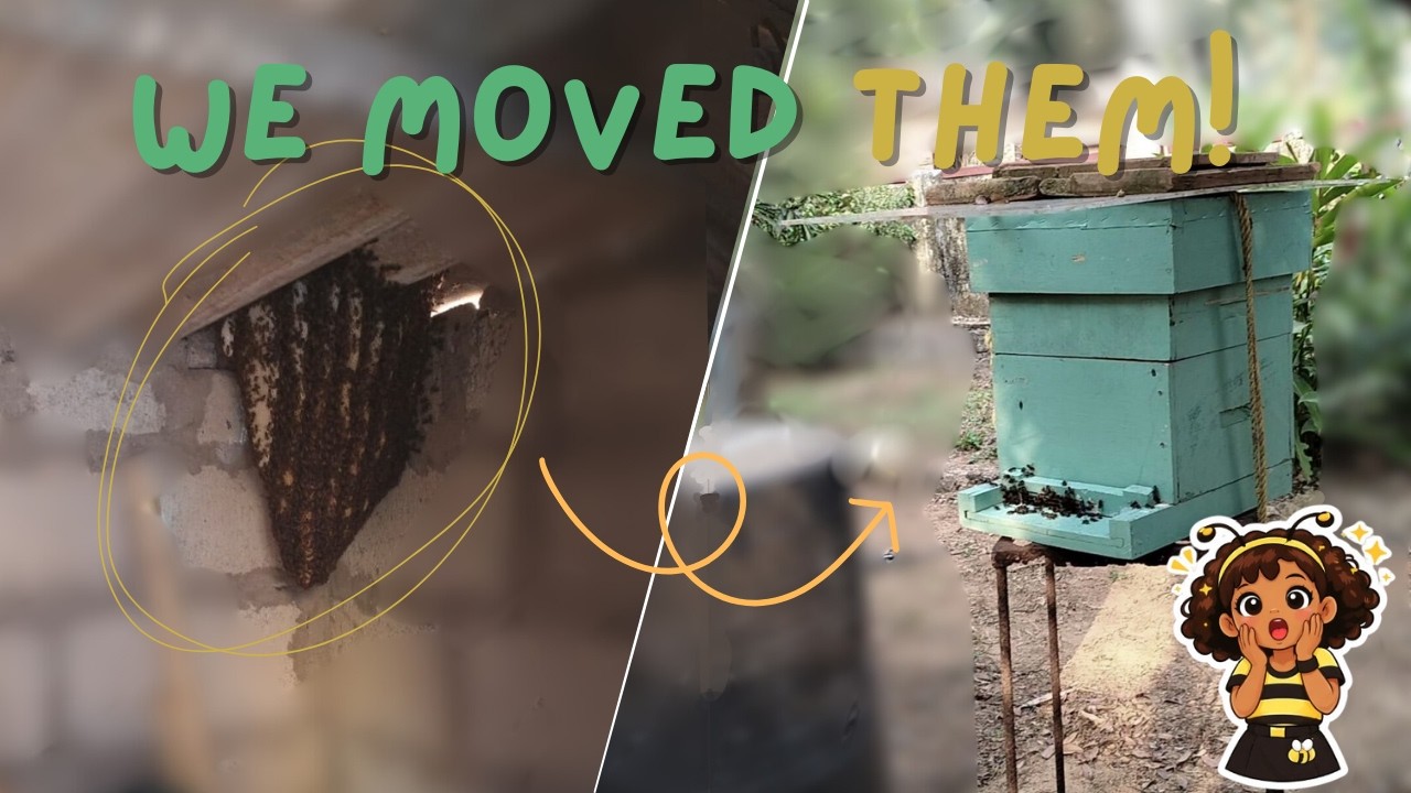 How to safely relocate Honey Bees to a Man-Made Hive