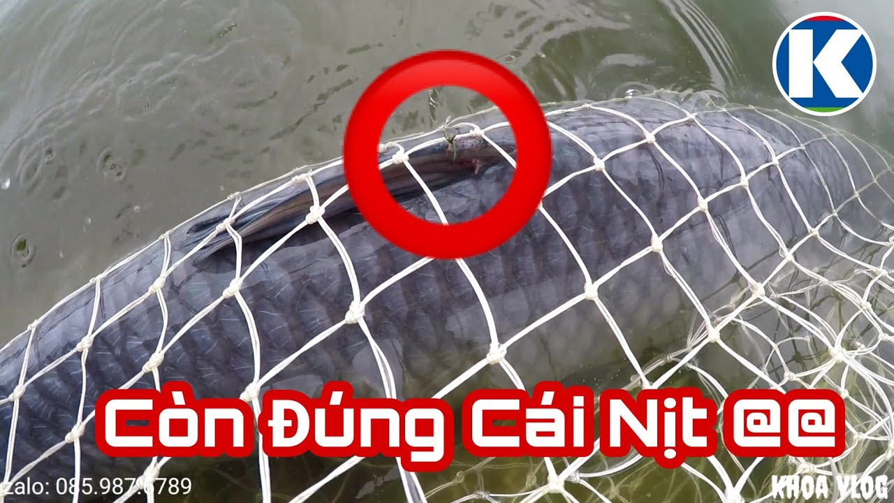 hồ câu giá rẻ ở hà nội Update Câu Lục | Săn Khuyên Ô Tô ở Hồ Câu Định Công và Cái Kết !!!