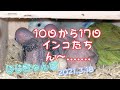 10日から17日 インコたち ん～        2021 3 18