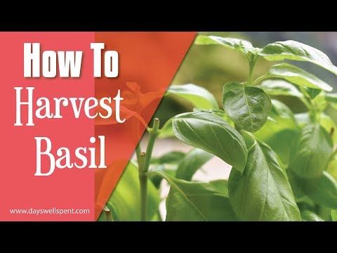 How to Harvest Basil for Continuous Plant Growth
