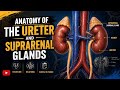 Anatomy of The Ureter and Suprarenal Glands RENAL