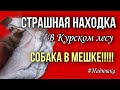 Собачка в мешке обнаружена в Курском лесу