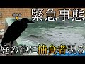 【庭池に緊急事態】魚を攻撃する捕食者が現れて魚達が無惨にもやられていく!