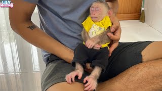 Monkey Lily sleeps very well in dad's lap