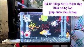 Hồ Cá Chép Sư Tử 200l Đẹp - Em Trai Thoã mãn Đam Mê Khi Nước Siêu Trong Sau Làm Lọc.