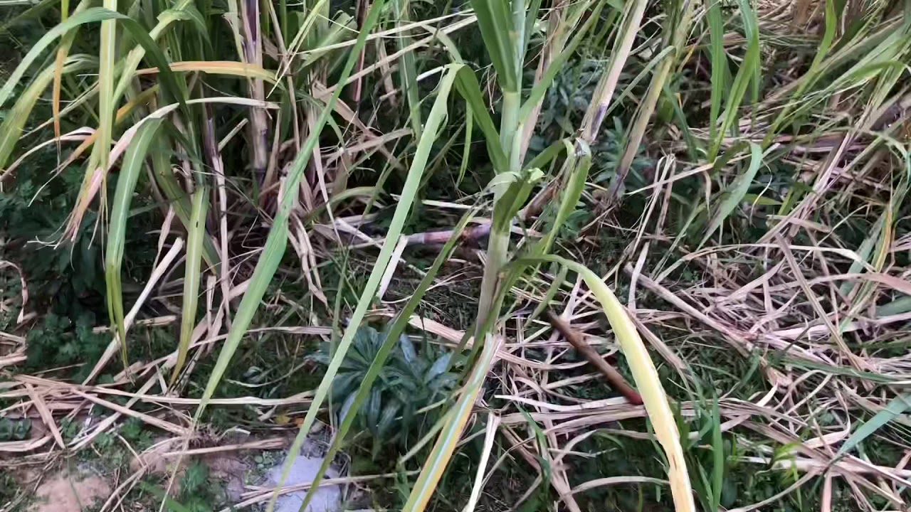 サトウキビから黒糖が出来るまで 1 伝統製法 Youtube